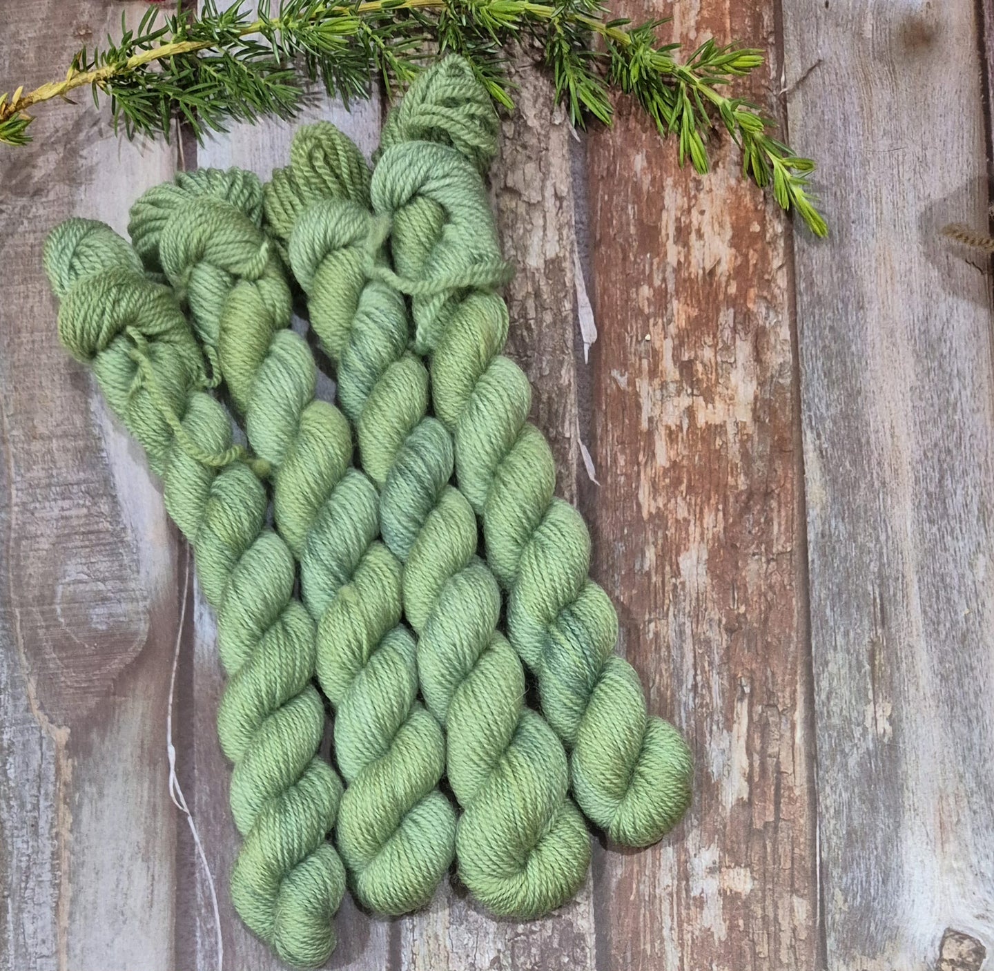 Prying Mantis (Fledgling 4ply Sock - SW Merino / Nylon)