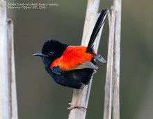 Load image into Gallery viewer, Red Back Fairy Wren (Fledgling 4ply Sock) (GG)
